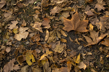 Hojas de otoño en el parque