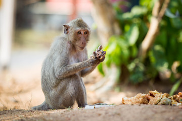 Wild monkey in the tropical zone country eating a food.
