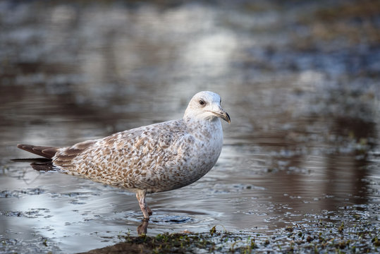 Seagull walks on shallow water