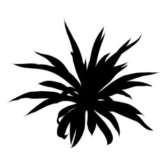 Black silhouettes of Succulent cactus flower, hand drawn terrarium cacti. Wild floral exotic tropical plant. Vector.