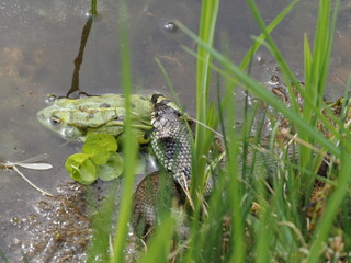 Ringelnatter frisst Frosch - Grass snake eats frog