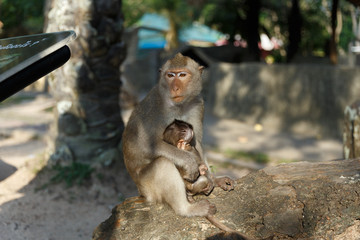 Adult monkeys sits and eating food with monkey baby in the park.