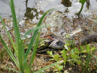 Ringelnatter frisst Frosch - Grass snake eats frog