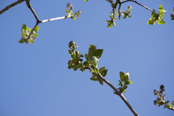 treetop in sky