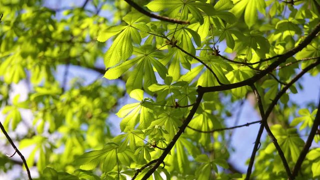 Beautiful fresh green leaves of chestnut tree in morning sunlight isolated at bright blue sky background.
