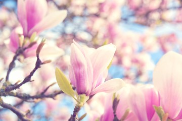 Frühling - Magnolien Blüten - Glückwunschkarte
