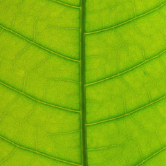 Obraz na płótnie Canvas Green leaves texture and leaf fiber, Background by detail of green leaf.