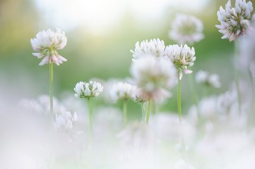 White clover (Trifolium repens) flowers in the field.