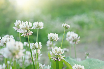 White clover (Trifolium repens) flowers in the field.
