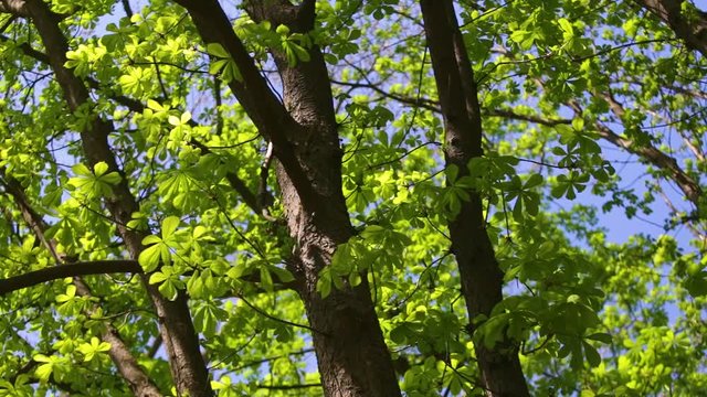 Spring fresh green chestnut trees background.
