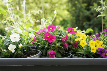 Fototapeta na wymiar outdoor garden flower pot view