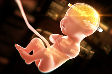 Babys brain and nervous system,3d rendering fetus with brain x-ray inside, 3d illustration.
