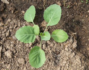 Cabbage Seedling in the Ground