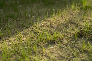 New grass grows outside in the garden