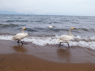 波打ち際を歩く白鳥たち