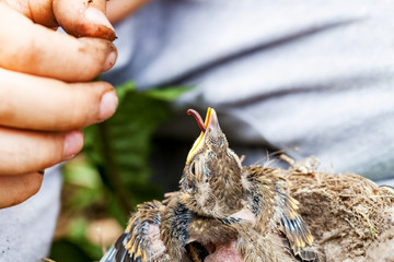 Feeding wild baby bird in nest