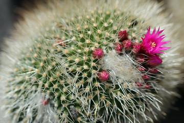 Piante grasse in fiore