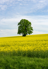 Solitary tree in a canola field 
