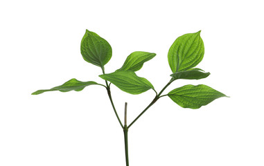 Branch with green leaves on white background