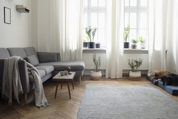 Stylish interior of living room with small design table and sofa. White walls, plants on the...