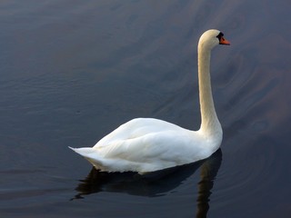 White swan on a lake