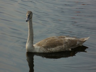 Gray swan on a lake