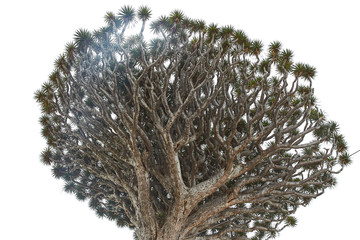 Millenium Dragon Tree (Dracaena draco). Town Icod de los Vinos,Tenerife. it is endeminsm, the only one of its kind, for its age dinensions (more than 20 metres high and 10 metres.