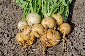 Fresh gathered turnips closeup