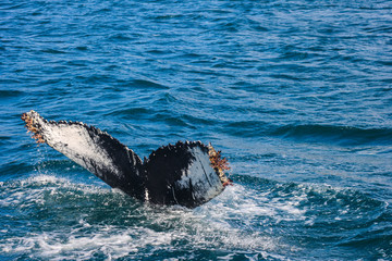 Humpback whale (Megaptera novaeangliae) tail in Hjalteyri (North-iceland).