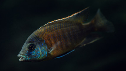 Fish in the aquarium. Colorful fish on dark background
