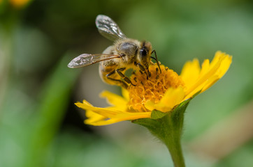 Honey bee on a flower,macro,detail.