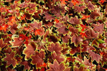 geranium vancouver centennial flowers