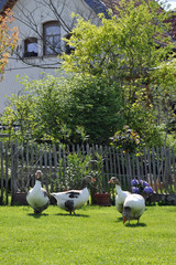 gänse im freien © lotharnahler