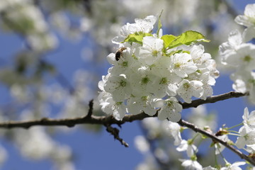 Kirschblüten mit Biene