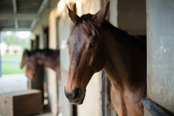 Obraz premium Brown horse in the stable
