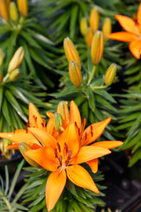 hybrid lily flowers