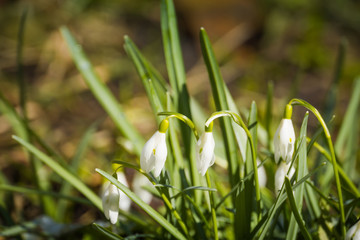 Snowdrops in the Garden