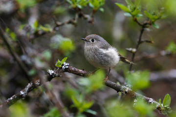 ruby crowned kinglet