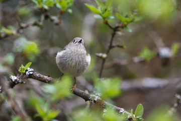 ruby crowned kinglet