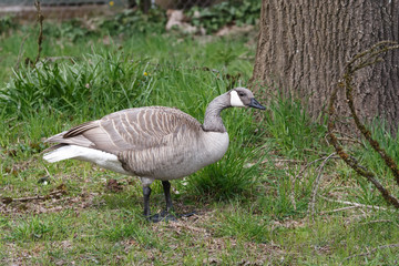 Albino Canadian goose