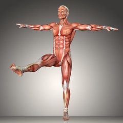 3d rendering of a male anatomy figure in  exercise pose