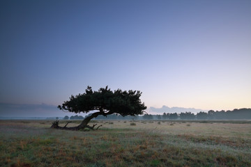 lone pine tree on meadow in dusk