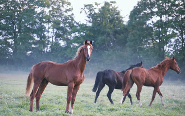 Obraz premium horses on foggy pasture in morning