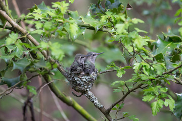 Annas Hummingbird Chicks