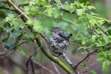 Annas Hummingbird Chicks