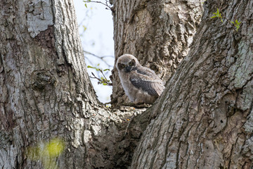 great horned owl chick