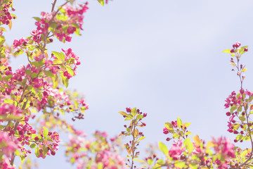 Fototapeta na wymiar Spring blossom tree flowers against sunny sky