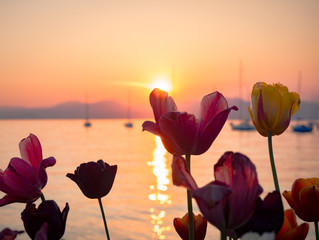 Colored tulips on the shore of the lake Garda at sunset.