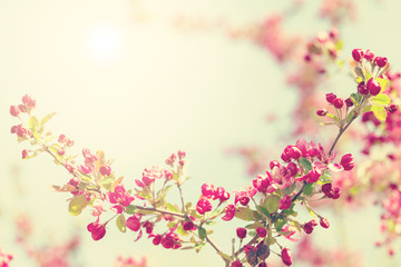 Naklejka na ściany i meble Spring blossom tree flowers against sunny sky