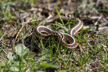 red garter snake